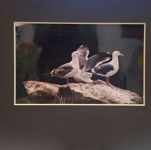Three Pigeons Art Photob By Jack E. Stiddard 5x7/8x10 Mat